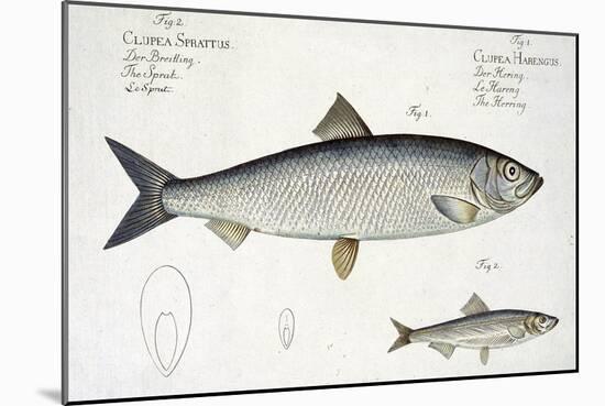 Herring-Andreas-ludwig Kruger-Mounted Giclee Print