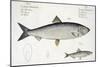 Herring-Andreas-ludwig Kruger-Mounted Giclee Print