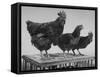 Heshe Chickens-Francis Miller-Framed Stretched Canvas