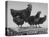 Heshe Chickens-Francis Miller-Stretched Canvas