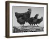 Heshe Chickens-Francis Miller-Framed Photographic Print
