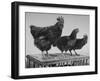 Heshe Chickens-Francis Miller-Framed Photographic Print