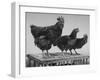 Heshe Chickens-Francis Miller-Framed Photographic Print