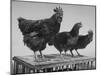 Heshe Chickens-Francis Miller-Mounted Photographic Print
