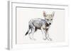 Hesitating Arabian Wolf Pup, 2009-Mark Adlington-Framed Giclee Print