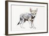 Hesitating Arabian Wolf Pup, 2009-Mark Adlington-Framed Giclee Print