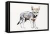 Hesitating Arabian Wolf Pup, 2009-Mark Adlington-Framed Stretched Canvas
