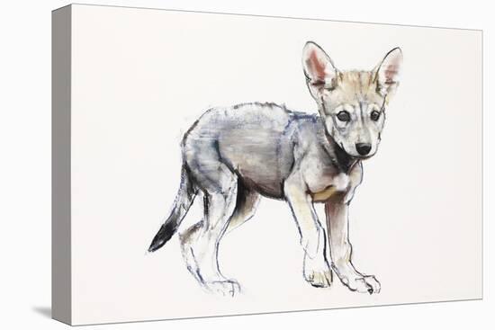 Hesitating Arabian Wolf Pup, 2009-Mark Adlington-Stretched Canvas