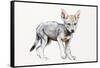 Hesitating Arabian Wolf Pup, 2009-Mark Adlington-Framed Stretched Canvas