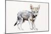 Hesitating Arabian Wolf Pup, 2009-Mark Adlington-Mounted Giclee Print