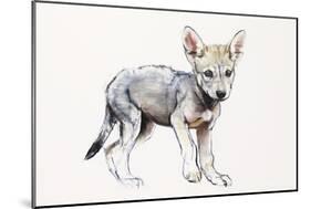 Hesitating Arabian Wolf Pup, 2009-Mark Adlington-Mounted Giclee Print