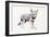 Hesitating Arabian Wolf Pup, 2009-Mark Adlington-Framed Premium Giclee Print