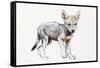 Hesitating Arabian Wolf Pup, 2009-Mark Adlington-Framed Stretched Canvas