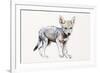 Hesitating Arabian Wolf Pup, 2009-Mark Adlington-Framed Giclee Print