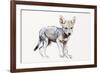 Hesitating Arabian Wolf Pup, 2009-Mark Adlington-Framed Giclee Print