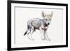 Hesitating Arabian Wolf Pup, 2009-Mark Adlington-Framed Giclee Print