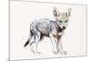 Hesitating Arabian Wolf Pup, 2009-Mark Adlington-Mounted Giclee Print