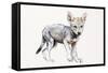 Hesitating Arabian Wolf Pup, 2009-Mark Adlington-Framed Stretched Canvas