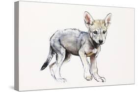 Hesitating Arabian Wolf Pup, 2009-Mark Adlington-Stretched Canvas