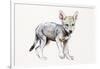 Hesitating Arabian Wolf Pup, 2009-Mark Adlington-Framed Giclee Print