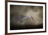 Hesitation-Jai Johnson-Framed Giclee Print