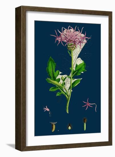 Hesperis Matronalis; Dame's Rocket-null-Framed Giclee Print