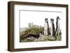 Hesperocyon-null-Framed Photographic Print