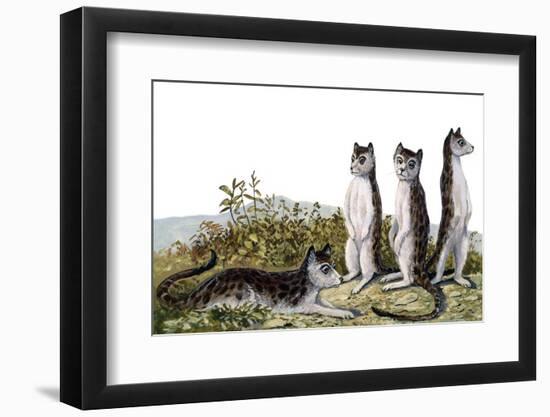 Hesperocyon-null-Framed Photographic Print