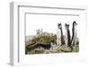 Hesperocyon-null-Framed Photographic Print