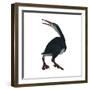 Hesperornis Was a A Flightless Bird That Lived During the Cretaceous Period-null-Framed Premium Giclee Print