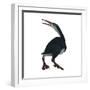 Hesperornis Was a A Flightless Bird That Lived During the Cretaceous Period-null-Framed Premium Giclee Print