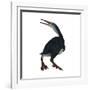 Hesperornis Was a A Flightless Bird That Lived During the Cretaceous Period-null-Framed Art Print