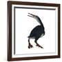 Hesperornis Was a A Flightless Bird That Lived During the Cretaceous Period-null-Framed Art Print