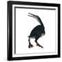 Hesperornis Was a A Flightless Bird That Lived During the Cretaceous Period-null-Framed Art Print