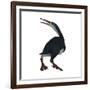 Hesperornis Was a A Flightless Bird That Lived During the Cretaceous Period-null-Framed Art Print