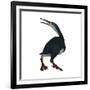 Hesperornis Was a A Flightless Bird That Lived During the Cretaceous Period-null-Framed Art Print