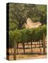 Hess Collection and Winery Vineyard View, Napa Valley, California-Walter Bibikow-Stretched Canvas