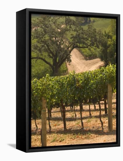 Hess Collection and Winery Vineyard View, Napa Valley, California-Walter Bibikow-Framed Stretched Canvas