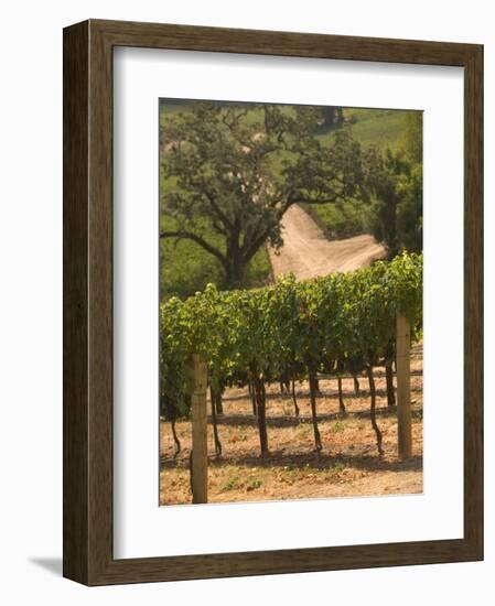 Hess Collection and Winery Vineyard View, Napa Valley, California-Walter Bibikow-Framed Photographic Print