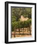 Hess Collection and Winery Vineyard View, Napa Valley, California-Walter Bibikow-Framed Photographic Print