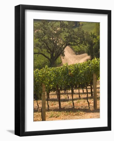 Hess Collection and Winery Vineyard View, Napa Valley, California-Walter Bibikow-Framed Photographic Print