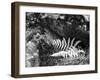 Hetch Hetchy Valley Flora, Moss and Fern-Anna Miller-Framed Photographic Print