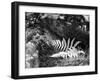 Hetch Hetchy Valley Flora, Moss and Fern-Anna Miller-Framed Photographic Print
