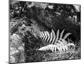 Hetch Hetchy Valley Flora, Moss and Fern-Anna Miller-Mounted Photographic Print