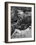 Hetch Hetchy Valley Moss and Fern on Rocks-Anna Miller-Framed Photographic Print