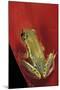 Heterixalus Betsileo (Betsileo Reed Frog)-Paul Starosta-Mounted Photographic Print