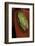 Heterixalus Betsileo (Betsileo Reed Frog)-Paul Starosta-Framed Photographic Print