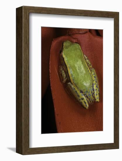 Heterixalus Betsileo (Betsileo Reed Frog)-Paul Starosta-Framed Photographic Print