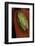 Heterixalus Betsileo (Betsileo Reed Frog)-Paul Starosta-Framed Photographic Print