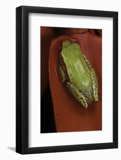 Heterixalus Betsileo (Betsileo Reed Frog)-Paul Starosta-Framed Photographic Print